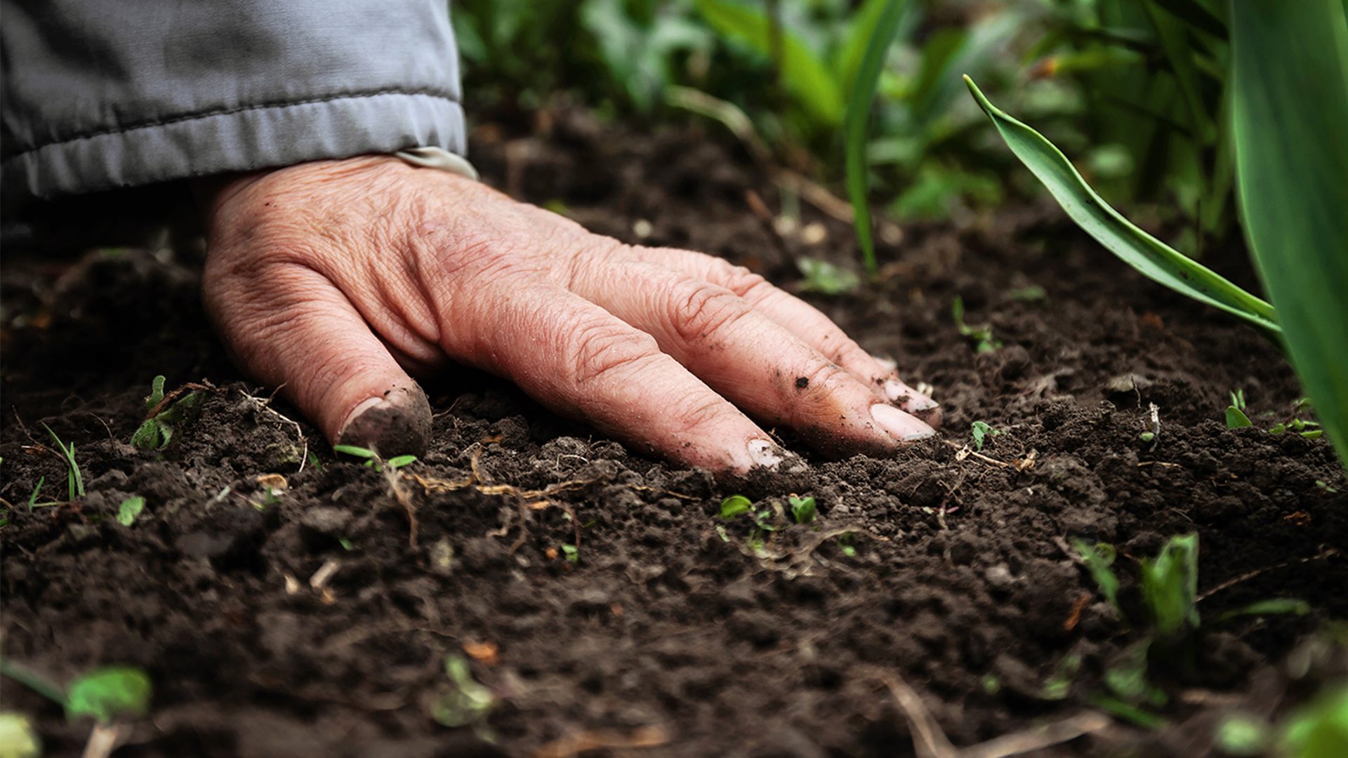 Een hand in vruchtbare aarde tussen jonge planten